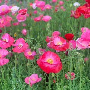 Meet your Posher, Natasha